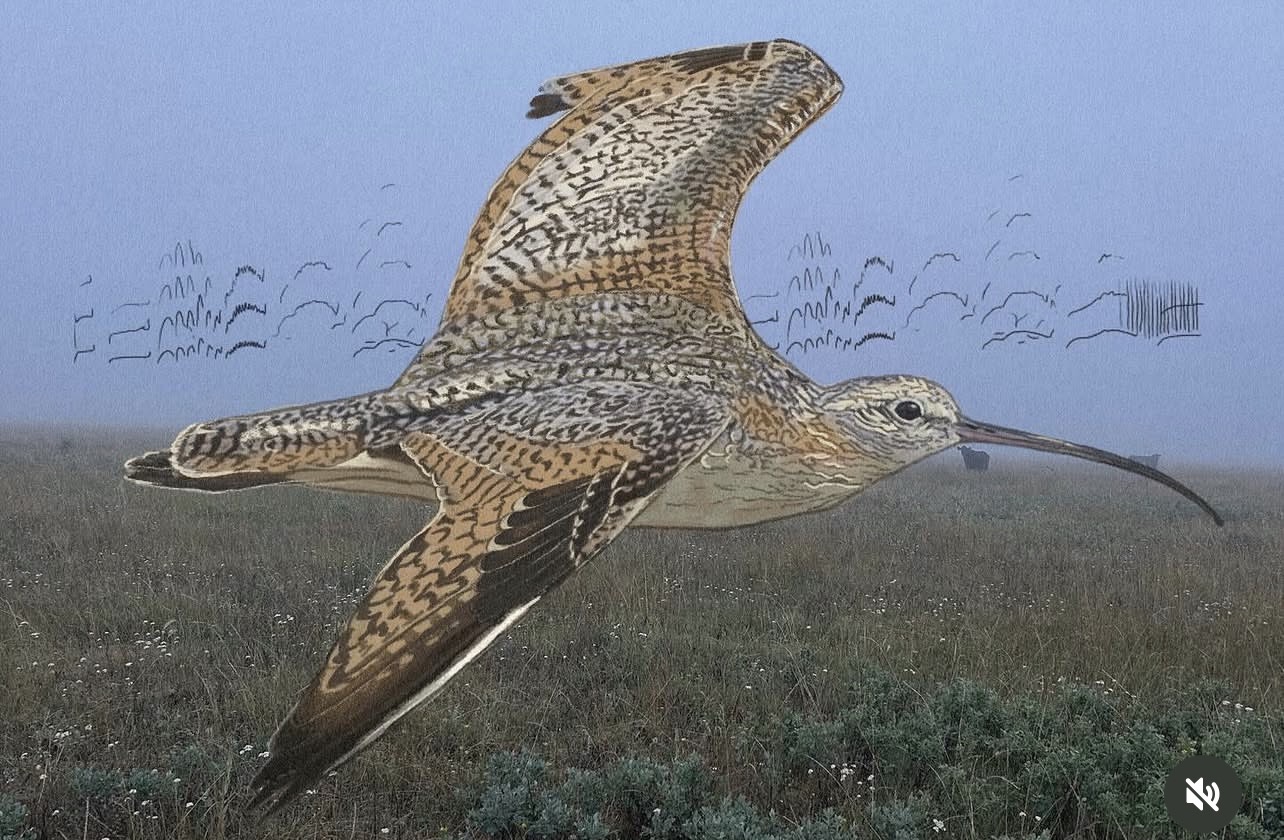 Long-billed curlew artwork by Megan Edgar